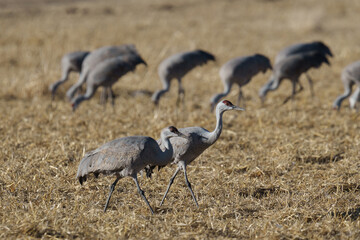 Fototapeta premium Migrating Greater Sandhill Cranes in Monte Vista, Colorado