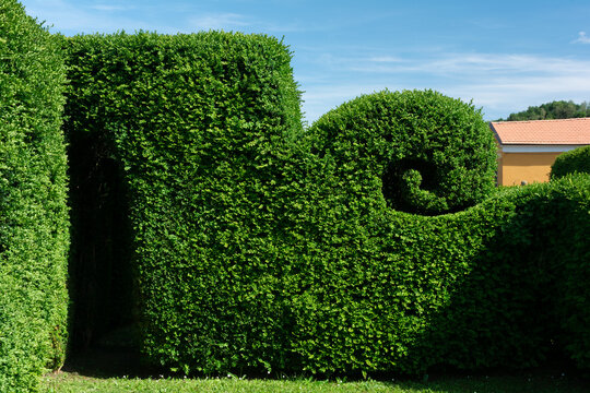 View of an elaborately sculpted green hedge, featuring a spiral design and a dark, inviting tunnel, under a bright blue sky, Pontremoli, Tuscany, Italy.