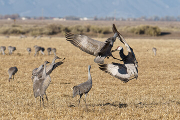 Fototapeta premium Migrating Greater Sandhill Cranes in Monte Vista, Colorado