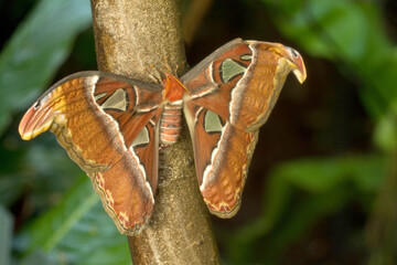 Attacus Atlas Moth Butterfly Nature © EdgeofReason