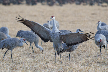 Fototapeta premium Migrating Greater Sandhill Cranes in Monte Vista, Colorado
