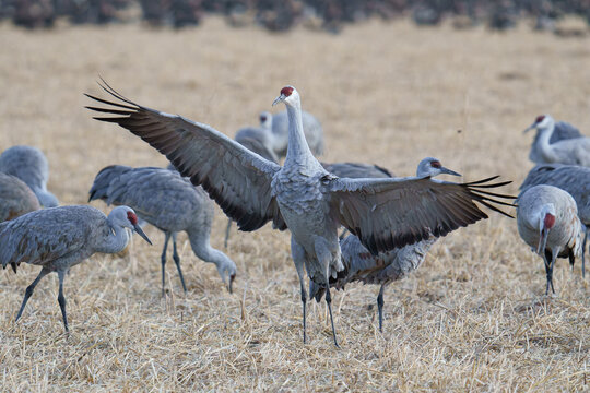 Migrating Greater Sandhill Cranes in Monte Vista, Colorado