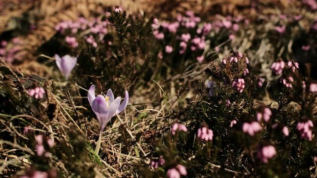 Spring crocus flowers blooming among pink heath Erica carnea plants on a mountain meadow in Divcibare Serbia. Wild Balkan forest flora illuminated by warm spring sunlight