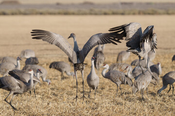 Fototapeta premium Migrating Greater Sandhill Cranes in Monte Vista, Colorado