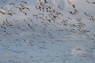 Fototapeta premium Migrating Greater Sandhill Cranes in Monte Vista, Colorado