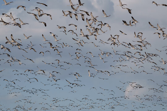 Migrating Greater Sandhill Cranes in Monte Vista, Colorado