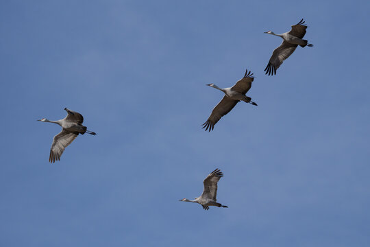 Migrating Greater Sandhill Cranes in Monte Vista, Colorado