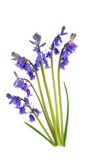 Fototapeta premium Bluebell wildflower abstract floral arrangement on white background, Spring season decoration symbol of natures beauty for logo, greeting card.
