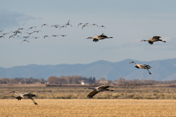 Fototapeta premium Migrating Greater Sandhill Cranes in Monte Vista, Colorado
