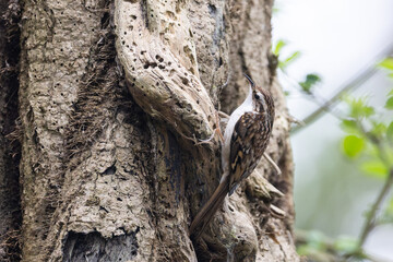 Fototapeta premium Treecreeper hunting on tree