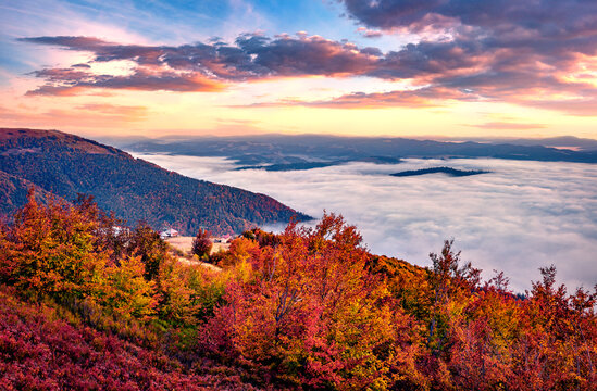 Foggy morning view of colorful foliage forest on the top of Gimba peak. Colorful autumn sunrise on Borzhava mountain range, Ukraine, Europe. Traveling concept background.