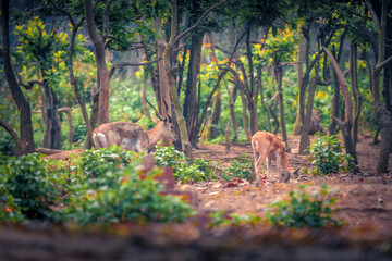 Wonderful summer view of antelopes in the jungle. Splendid morning scene of foliage forest with antelope in national park of Nepal, Asia. Beauty of nature concept background.