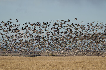 Fototapeta premium Migrating Greater Sandhill Cranes in Monte Vista, Colorado