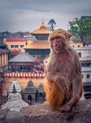 Monkey climbing the wall of Buddhist shrine above Kathmandu city in Nepal, Asia. Portrait of sitting macaque monkey with Buddhist temple on background.
