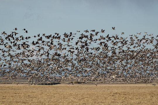 Migrating Greater Sandhill Cranes in Monte Vista, Colorado