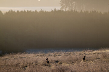 Roe Deer at dawn © Adam
