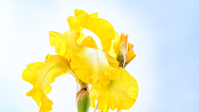 黄色のジャーマンアイリスの花