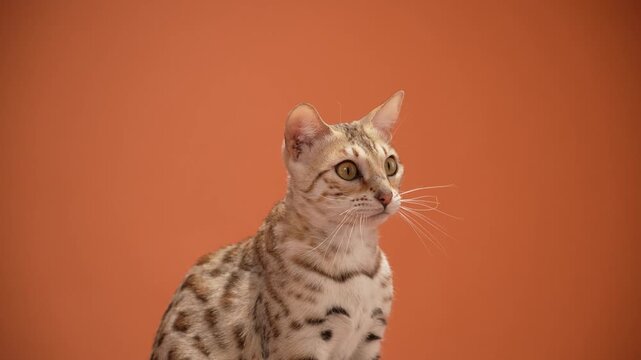 A Bengal cat looks to the side with alert eyes and perked ears. The clean studio background highlights the shape and fur markings.