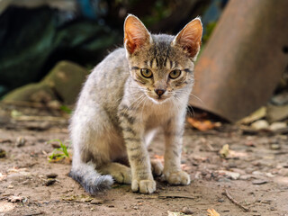 Obraz premium Stray kitten looking at camera fragile young cat outdoor portrait