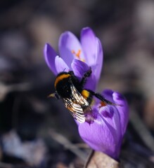 Bumblebee on a flower © Маріанна Масалович