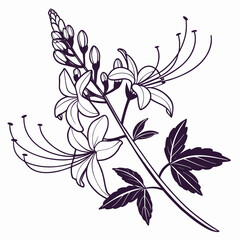 Fototapeta premium Orthosiphon Plant Line Art Minimal Vector