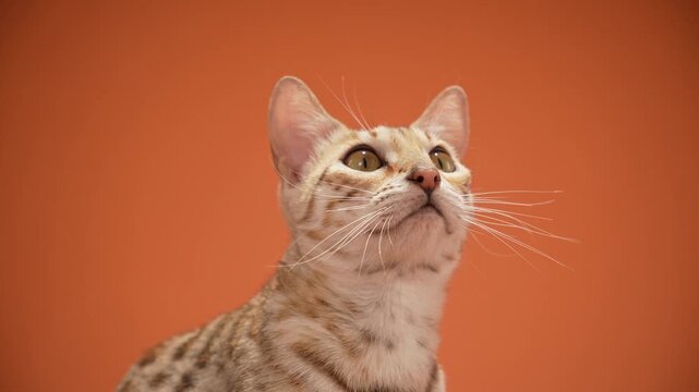 A Bengal cat looks upward curiously while lying on a surface in a studio. The warm light highlights the patterns on its fur.