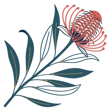 Hakea Plant Botanical Line Art Vector