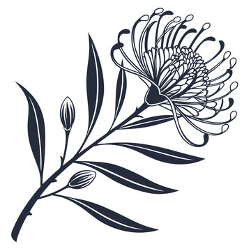 Australian Native Hakea Floral Design Vector