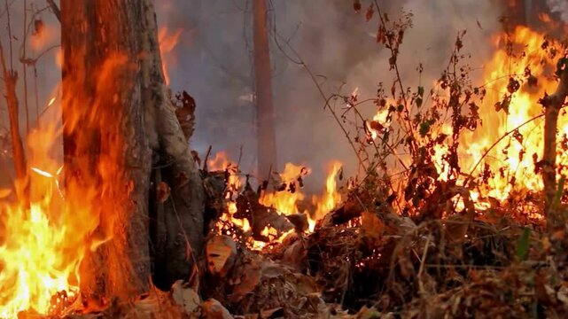 Horrifying shot of an active wildfire spreading through dry leaf litter and undergrowth. Vibrant orange flames are seen climbing the base of a large tree trunk, threatening the surrounding timberland 