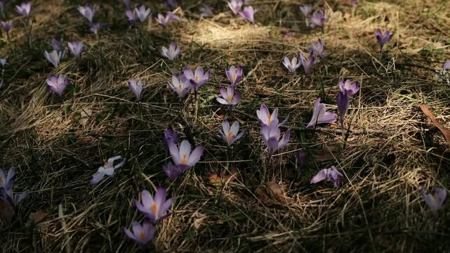 Small purple crocus flowers growing on dry forest grass in Divcibare Serbia. Natural spring ground texture representing botanical growth and seasonal landscape