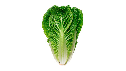 Fresh romaine lettuce standing upright with crisp leaves and a green color isolated on transparent background cut out © Ivan