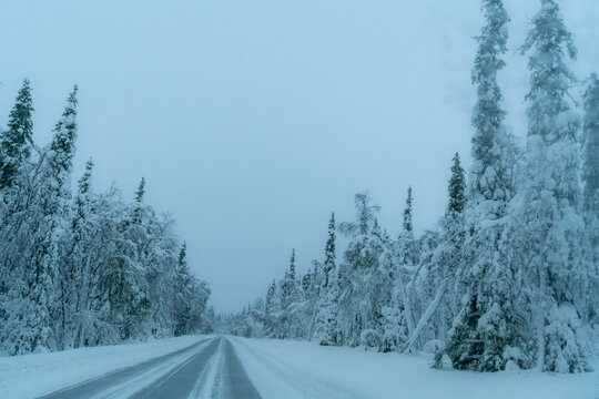 road in winter forest