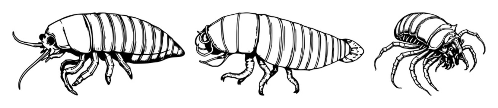 Deep-sea giant isopod set with hand-drawn scientific illustration in antique woodcut style featuring marine, biology, illustration with white background and line art