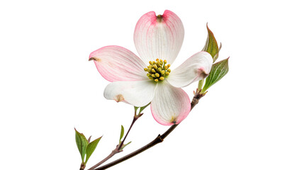 Fototapeta premium Flower with white petals and pink edges blooming on branch in spring season isolated on transparent background cut out