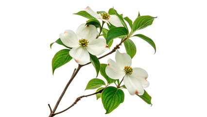 White dogwood flowers bloom on a branch in a bright setting during springtime isolated on transparent background cut out © Ivan