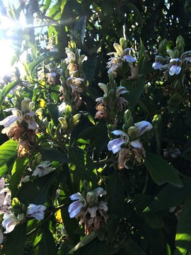 Justicia adhatoda close up. Malabar Nut close up. White Flower with Purple Veins, Medicinal Plant Close-Up in Garden. Vasaka, Sanskrit, or Adulsa.