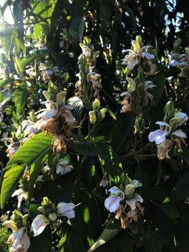 Justicia adhatoda close up. Malabar Nut close up. White Flower with Purple Veins, Medicinal Plant Close-Up in Garden. Vasaka, Sanskrit, or Adulsa.