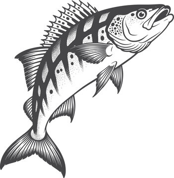 Jumping Walleye Fish Illustration Graphic Design Vector Art