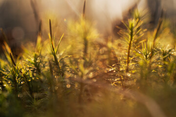 Mech w porannym świetle w lesie – naturalne tło, leśna roślinność i spokój natury © Elżbieta Kaps
