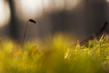 Mech w porannym świetle w lesie – naturalne tło, leśna roślinność i spokój natury © Elżbieta Kaps