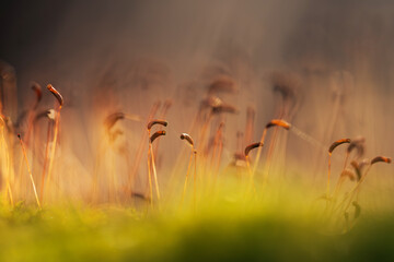 Mech w porannym świetle w lesie – naturalne tło, leśna roślinność i spokój natury © Elżbieta Kaps