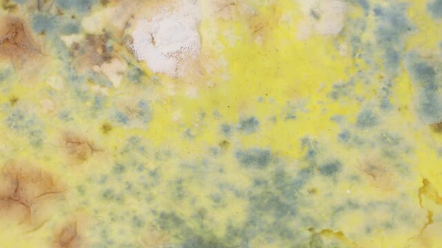 Green mold on food circle rotation close up