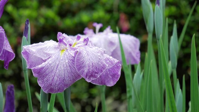 梅雨の雨に濡れる見ごろのハナショウブ