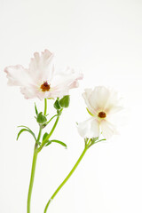 Delikatne jaskry na jasnym tle – romantyczna kompozycja kwiatowa w stylu ślubnym i spa © Elżbieta Kaps