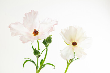 Delikatne jaskry na jasnym tle – romantyczna kompozycja kwiatowa w stylu ślubnym i spa © Elżbieta Kaps