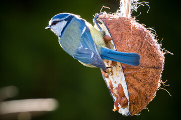 a blue tit on at a coconut for birds, at a spring morning in the garden © DoreenB. Photography