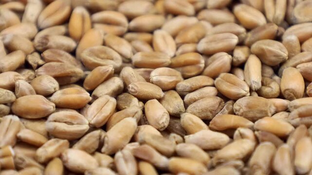 Dried wheat seeds texture circle rotation close up