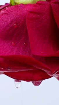 Cosmetic transparent gel pouring down from the red rose flower close up, vertical video format