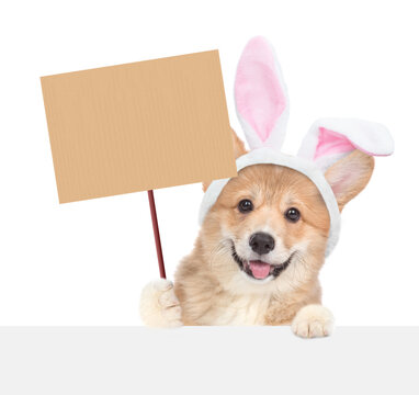 Smiling Pembroke Welsh Corgy puppy wearing easter rabbits ears showing blank placard above blank white banner. Isolated on white background
