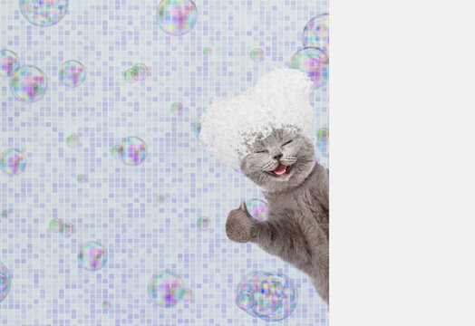 Happy kitten covered in soap bubbles peeking out from behind white banner in the bathroom at home and showing thumbs up gesture. Empty space for text